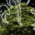 MUSHROOM SPIRIT DANCE Samorost 3 2