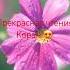 ПРЕКРАСНАЯ ЧТЕНИЯ КОРАН Quran Islam религия