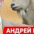 Пионтковский у Фейгина Дикая паника в Москве поход на Кремль предатель Шойгу граница не на замке