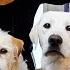 Pranked My Labrador Puppy With A Dog Mask