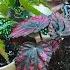 Begonia Care Dealing With Powdery Mildew