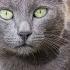 8 Things You Must Never Do To Your Russian Blue Cat