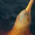 The Mystical Amazon River Dolphin Nature S Pink Marvel