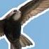 Common Swift Is A Bird That Sleeps Eats And Drinks During Its Flight