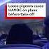 Loose Pigeons Cause Havoc On Plane Before Take Off Pigeon Airplane BBCNews