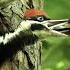 The Pileated Woodpecker A Trickster