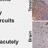 CARTA Comparative Anthropogeny Siglec 11 Expression In The Brain