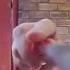 Neighbor Gets Instant Karma For Trying To Destroy Ring Doorbell