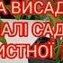 Чи можна висадити в ґрунт малі садженці крупнолистної гортензії восени гортенземанка