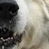 Transform This Stubborn Great Pyrenees With Me Don T Touch My PAWS