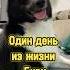Один день из жизни Бури питомцы собака карельскаямедвежьясобака