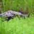 Frog The Little Frog Poor Attack The Big Bird Wildlife Videos Animals Forest