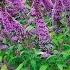 20 Shrubs That Bloom All Year Year Round Shrubs According To Season