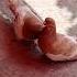 Fancy Kabootar Zard Khal Pigeon Birds Kabutarkabutar Kabutar Kabootar Trendingshorts Shorts