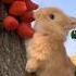 Милый кролик ест шорты кролик Shortsvideo Bunny Cuteanimals Animallover Funnyrabbit