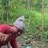 Dayang Dayang Shortsvideo