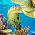 NEW 3 HOURS Stunning Of 4K Underwater Wonders Relaxing Music Coral Reefs Colorful Sea Life