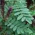 Guild Tour Amorpha Fruticosa Bush With Many Fruiting Plants