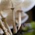 Music For Mushrooms To Stimulate Growth Health And Positive Vibes