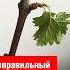 Из за неправильного полива саженцев винограда сохнут листья и вянут побеги полив саженцывинограда