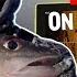 How To FIND CATCH Walleyes FAST On ANY LAKE