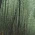 Gentle Sound Of Rain In The Bamboo Forest For Rest And Deep Sleep