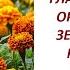 Чего не понимали все кто практиковал органическое земледелие 644 24