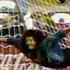 Goalkeeper René Higuita S Incredible Scorpion Kick From The Archive