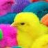 Tangkap Ayam Lucu Ayam Warna Warni Ayam Rainbow Bebek Angsa Ikan Hias Hamster Kelinci Kura