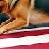 During Funeral K9 German Shepherd Jumped Onto The Veteran S Casket A Miraculous Moment Unfolded