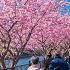 Best Early Sakura Near Tokyo 4K HDR 3 Hours Japan Cherry Blossoms