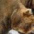 Bar Amaika Te Cuenta Un Cuento Para Pensar El Oso Jorge Bucay