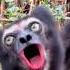 Lemurs Are Afraid Of Animals That No Longer Exist