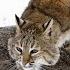 This Is How Lynx Hunts In WINTER Even Deer Are In Danger