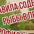 Разговор с ихтиологом Правила содержания рыбы в пруду профилактика и лечение рыбы