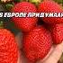 Перешли любителю клубники