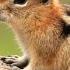 Chipmunk Sound Effects Make Them Come To You Chipmunk Sound