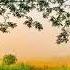 Pure Indian Sitar Loops For Ambient Environment Quality Time