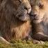 Can You Feel The Love Tonight TV Spot The Lion King