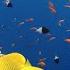 Рыбки Красного моря с названиями Каталог рыб Египет Шарм Эль Шейх Fish Of Red Sea