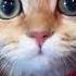 Кошачья дискотека Shorts кошки Cats Recommended рекомендации животные