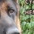 Стоит ли заводить НЕМЕЦКУЮ ОВЧАРКУ GERMAN SHEPHERD