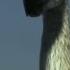 Terror Bird Vs Wolves National Geographic