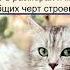 Сущность жизни Основные свойства живых организмов