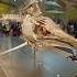 Ancient Sea Monster Found In London S Natural History Museum
