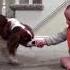 Adorable Laughing Baby And Cavalier King Charles Playing Game