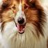 Lassie Come Home Official Trailer