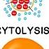 Hypertonic Hypotonic And Isotonic Solutions