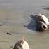 Dead Fish Wash Ashore At Roger Wheeler State Beach