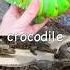 Learn Animal Names At The Stream For Kids Iguana Crocodile Duck Cow Bat